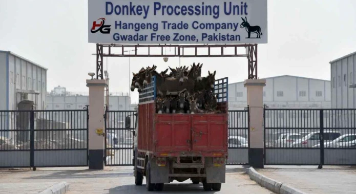 Pakistan Clears Donkey Meat Exports after Chinese Firm Shuts Gwadar Donkey Slaughterhouse, Warns Investors Against Pakistan 1 Chinese Firm Shuts Gwadar Donkey Slaughterhouse, Warns Investors Against Pakistan