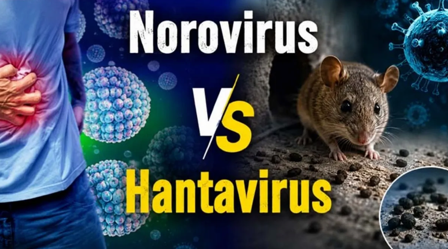 Hantavirus vs Norovirus: Two Cruise Ship Outbreaks. Should You Be Worried? 1 image 6